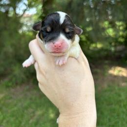 Hazel - Black and white female American Corgi puppy in Foreman Ar., Arkansas from Grassy Lake Corgis