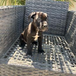 Boy 4 - Black male Cane Corso puppy in Perris, California from P1 Family Canines