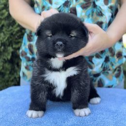 Girl 1 - Black female Akita puppy in Coopersburg, Pennsylvania from Main Street Akitas