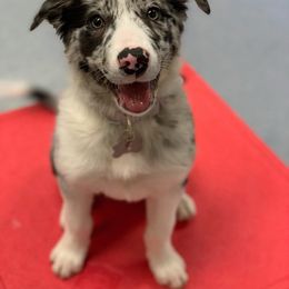 Border Collie Puppies from By Design Farm