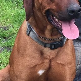 Chase - Rhodesian Ridgeback