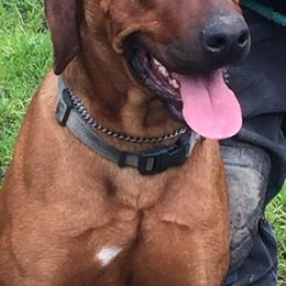 Chase - Rhodesian Ridgeback