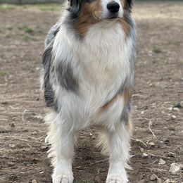 Echo - Australian Shepherd