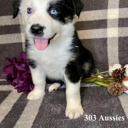 Australian Shepherd Puppies from 303 Aussies
