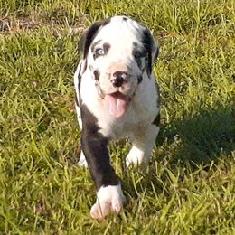 Great Danes from Karen Van Scoyk
