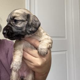 Dachshund Puppies from Gabriela Petit