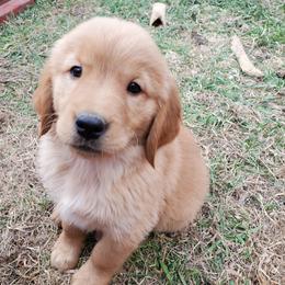 Golden Retriever Puppies from Ramblin Gypsy Ranch