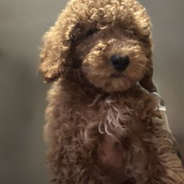 Benjamin - Apricot male Poodle puppy in Carrollton, Georgia from Doods&Brews Poodles&Doodles