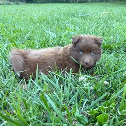 Boy 3 - Red and white male Siberian Husky puppy in Jonesborough, Tennessee from Dry Creek Siberians