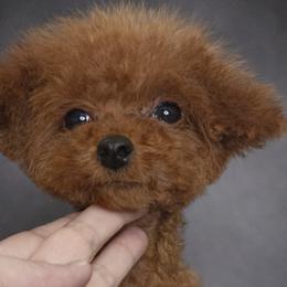 Biewer Terriers, Maltese, Maltipoos, Poodles, and Yorkshire Terriers from Yorkie & Maltese Royalty