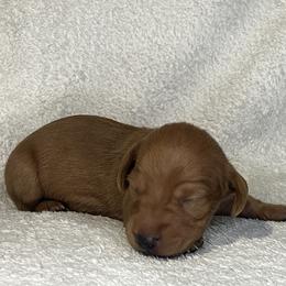 Franky - Red male Dachshund puppy in Mocksville, North Carolina from The Dachs of Hazzard Dachshunds