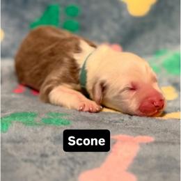 SCONE - Fawn and white male Sheepadoodle puppy in Riverside, California from Downtown Doodles & Frenchies