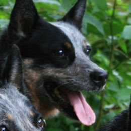 Australian Cattle Dogs from Jilaroo Australian Cattle Dogs