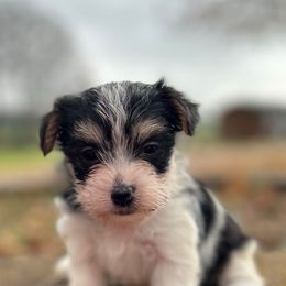 Mrs Santa - Black & tan tri-color female Morkie puppy in Oakland, Kentucky from Imperial Dogs