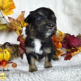 Muffin (purple) - Black tri-color female Australian Shepherd puppy in Falmouth, Kentucky from Queen City Farm