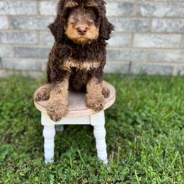 Maple - Phantom female Bernedoodle puppy in Spring, Texas from At The Cross Kennel