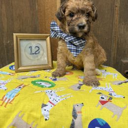 Cavapoo and Cockapoo Puppies from WoodHaven Pups MN