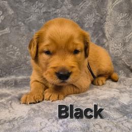 Black - Dark golden male Golden Retriever puppy in Taft, Tennessee from McGraw's Fetching Pups