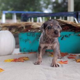 Catahoula Leopard Dog Puppies from Winged Catahoulas