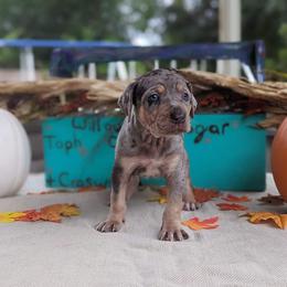 Catahoula Leopard Dog Puppies from Winged Catahoulas