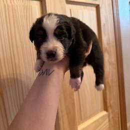 Kanga - Black tri-color female Australian Shepherd puppy in Caro, Michigan from White Tail Australian Shepherds