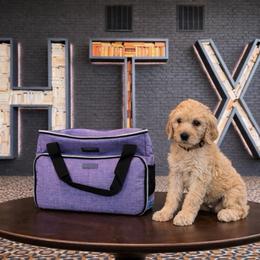 Joy - Cream female Goldendoodle puppy in Houston, Texas from Were The Mack'Doodles