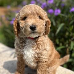 Bernedoodles and Goldendoodles from Gracie's Goldendoodles and Bernedoodles