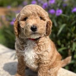 Bernedoodles and Goldendoodles from Gracie's Goldendoodles and Bernedoodles