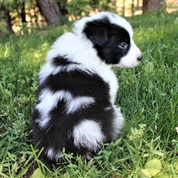 Border Collie Puppies from Team Reeves Ranch