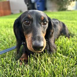 AKC - Maria - Black and tan female Dachshund puppy in Omaha, Nebraska from Colorful Dachshunds