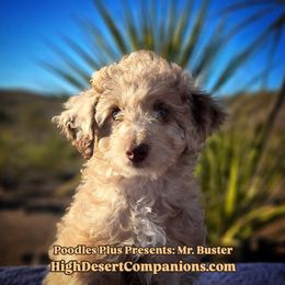 Buster - Brown merle male Aussiedoodle puppy in Dolan Springs, Arizona from High Desert Companions