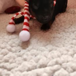 Ruby - Black and tan female Yorkshire Terrier puppy in Castleton, New York from Jennifer's Yorkies
