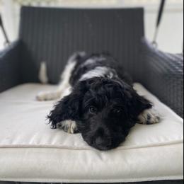 Labradoodle Puppies from CC Labradoodles