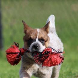 Queen Boy 1 - Blue speckled male Australian Cattle Dog puppy in Monroe, Louisiana from The Sweet Kennels
