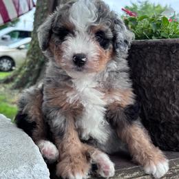 Saffron - Merle female Bernedoodle puppy in Rising Sun, Indiana from Ruby Lane Doodles