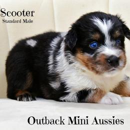 Scooter - Blue merle male Australian Shepherd puppy in Ranger, Texas from Outback Mini Aussies