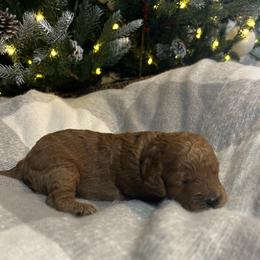 Graham (Red Collar) - Red male Cavapoo puppy in Austin, Texas from Lucy Lou’s Cavapoos