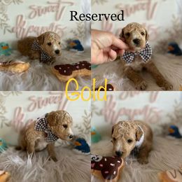 Assorted Doodle Crosses and Aussiedoodle Puppies from Parrish Precious Ones Missouri