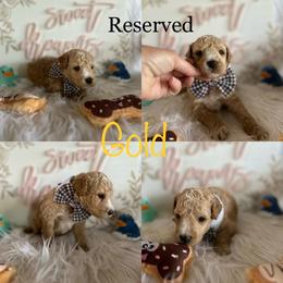 Assorted Doodle Crosses and Aussiedoodle Puppies from Parrish Precious Ones Missouri