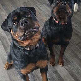 Rottweiler puppies from Von Diamond Hearts Rottweilers