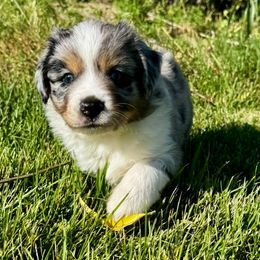 Buzz Lightyear - Blue merle male Toy Australian Shepherd puppy in Tonasket, Washington from V5 Aussies