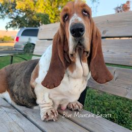 Millie - Basset Hound