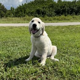 Susan - Light golden female Golden Retriever puppy in Lehigh Acres, Florida from Puppy Love