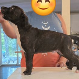 Stormcloud - Black brindle male American Pit Bull Terrier puppy in Aurora, Colorado from BlueRose Kennel