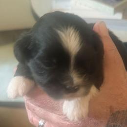 Joy - Black female Lhasa Apso puppy in Fort Worth, Texas from Cynthia's Lhasa Apsos