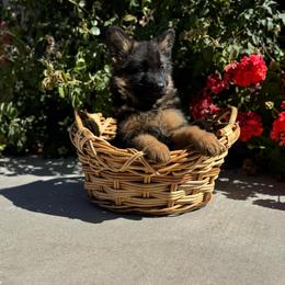 Kary - Black and red female German Shepherd puppy in Hesperia, California from Von Geesa