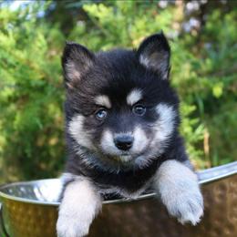 Flora - Black and white female Pomsky puppy in Missouri from Husky Hill Kennel