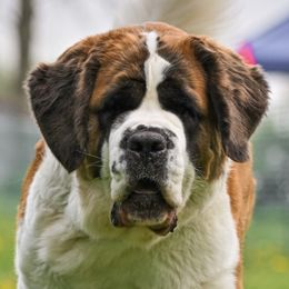 Honey - Saint Bernard