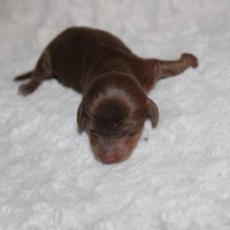 Girl 3 - Chocolate and tan female Dachshund puppy in Paris, Texas from Kuttin’ Up Mini Aussies