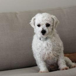 Leo - Cavapoochon